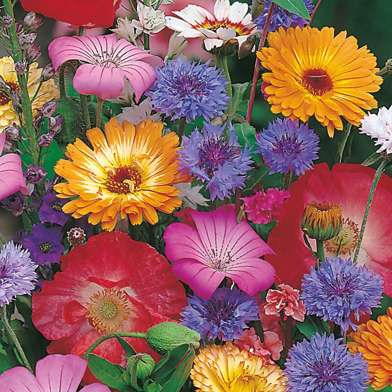 Scatter & Grow Annuals Mixed Flower Seeds