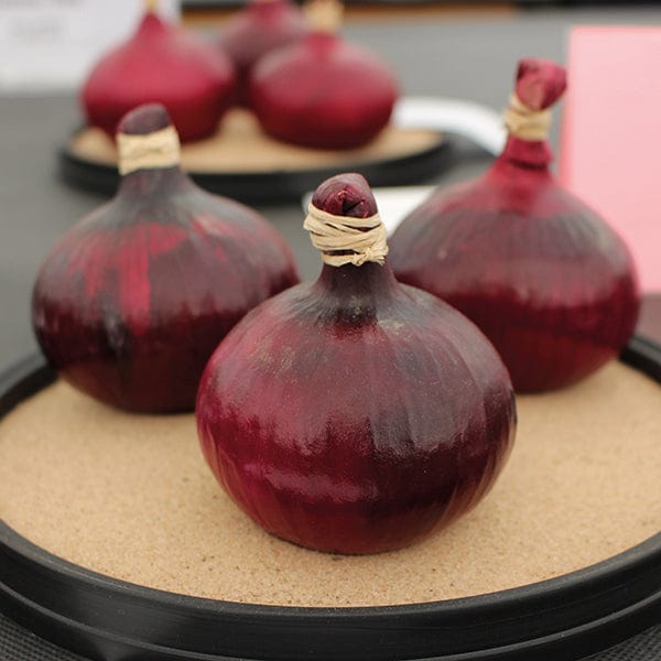Onion (Globe) Red Baron AGM Seeds