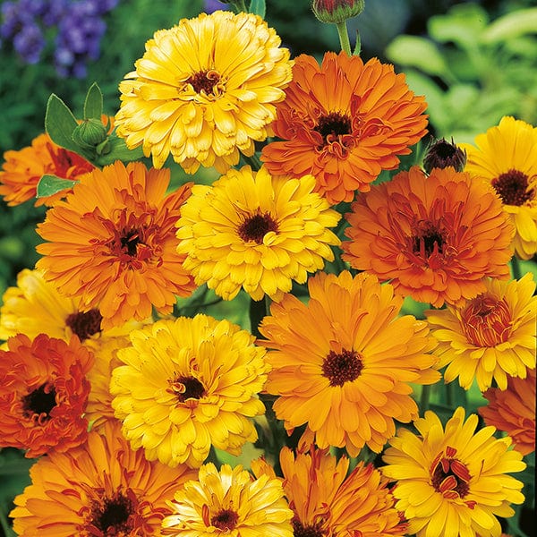 Calendula Touch of Red Flower Seeds