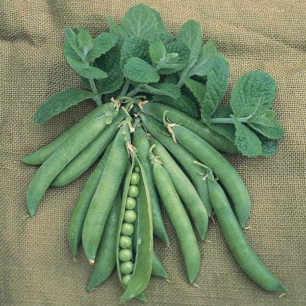 Pea (Maincrop) Hurst Greenshaft AGM Seeds