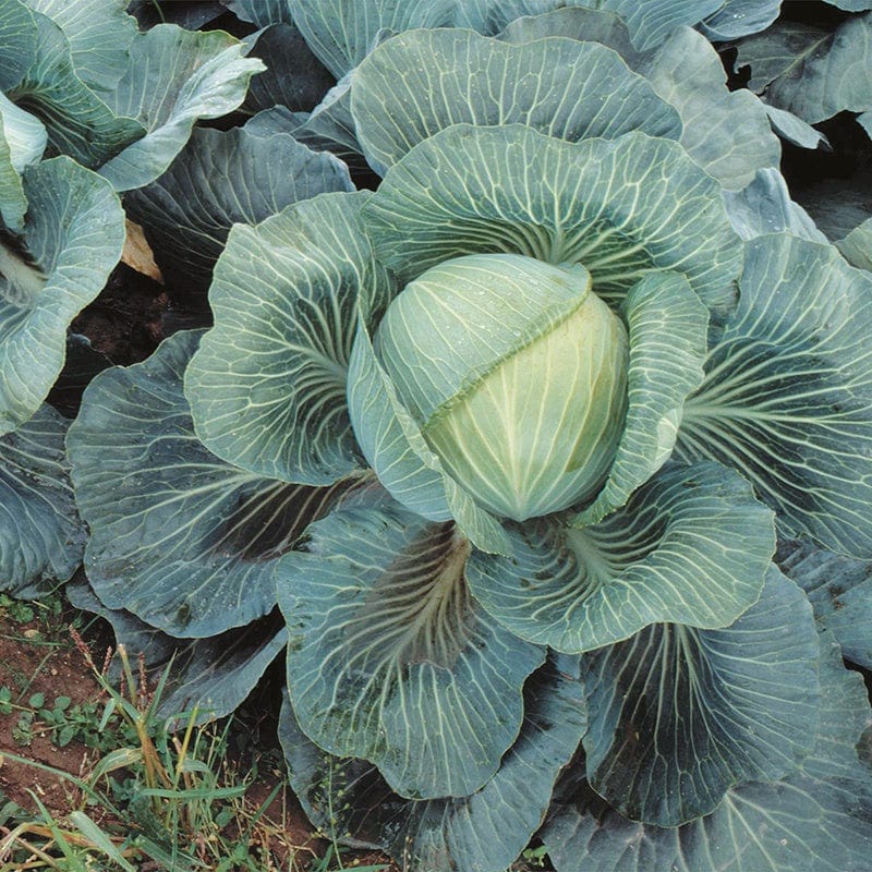 Cabbage Kilaton Vegetable Plants