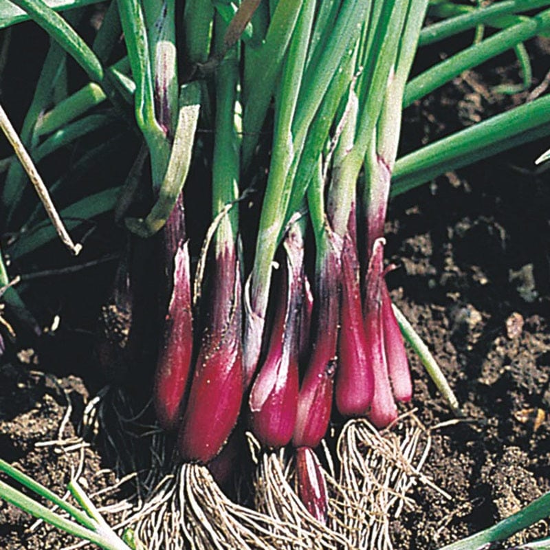 Onion (Spring) North Holland Blood Red (Redmate) Seeds