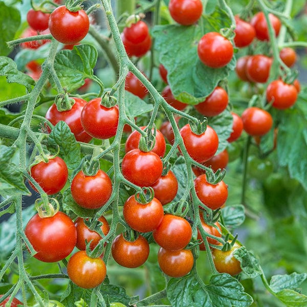 Tomato Sweet Million F1 AGM (Cherry) Veg Plants