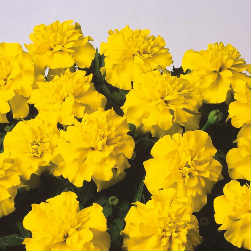 Marigold (French) Bonanza Yellow Flower Seeds