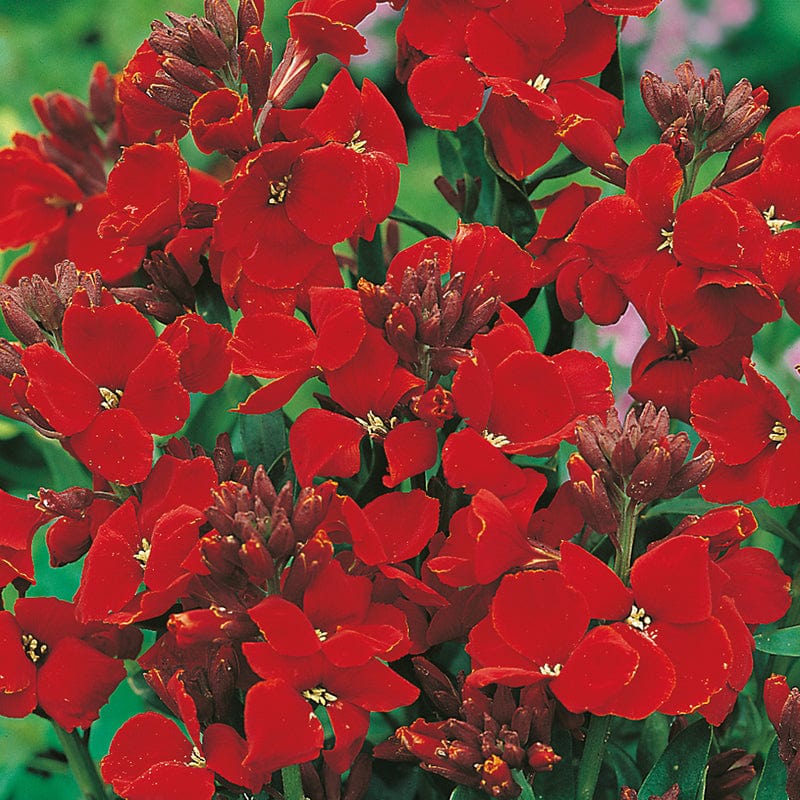 Wallflower Scarlet Bedder Flower Seeds