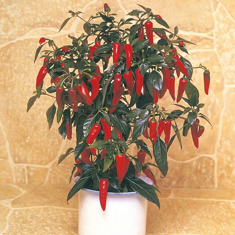 Chilli Pepper Apache F1 AGM Plants