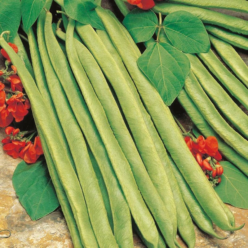 Runner Bean (Red Flowered) Lady Di AGM Seeds