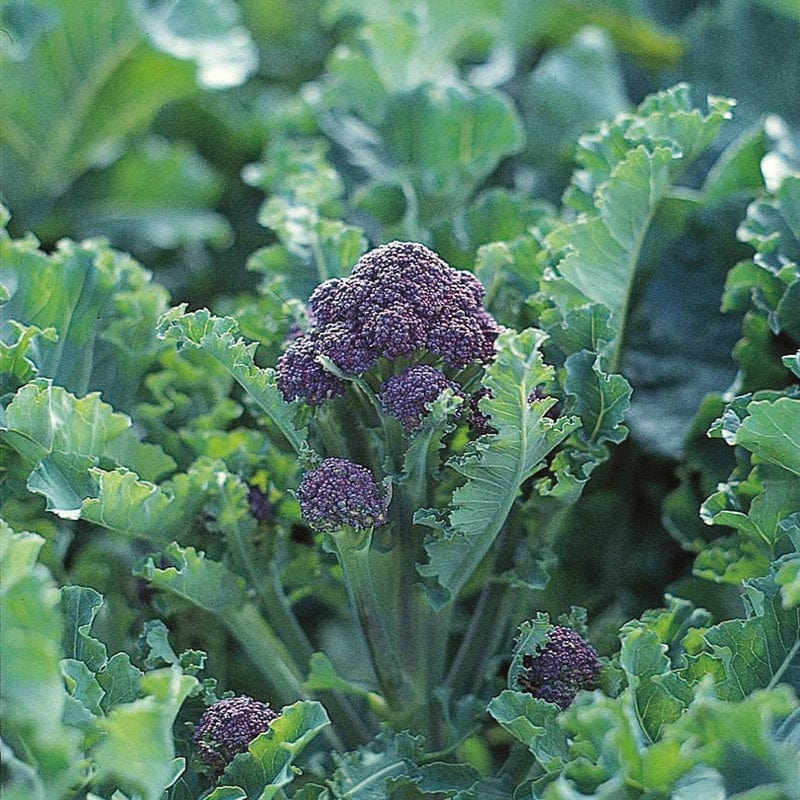 Broccoli Claret F1 AGM Seeds