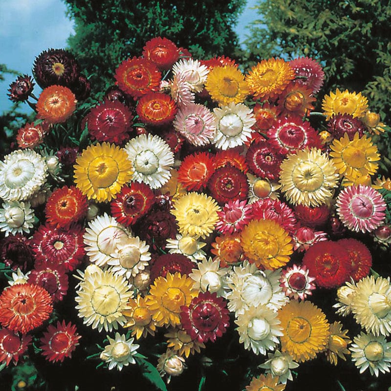 Helichrysum Large Flowered Double Mixed Flower Seeds
