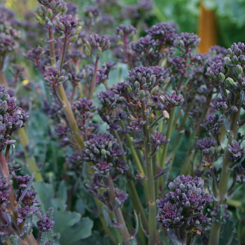 Broccoli Mixed Purple Sprouting Seeds