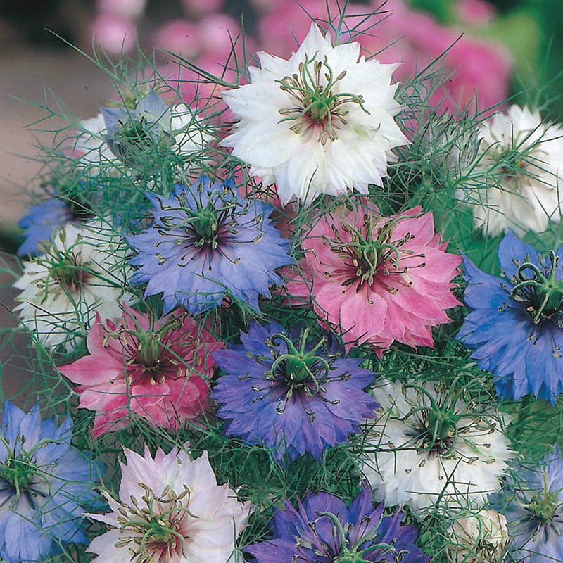 Love in a Mist Persian Jewels Flower Seeds