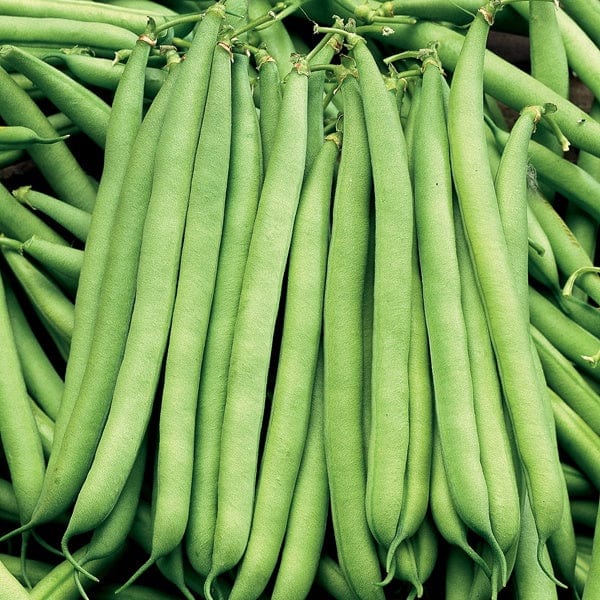 Dwarf French Bean Seeds, The Prince AGM