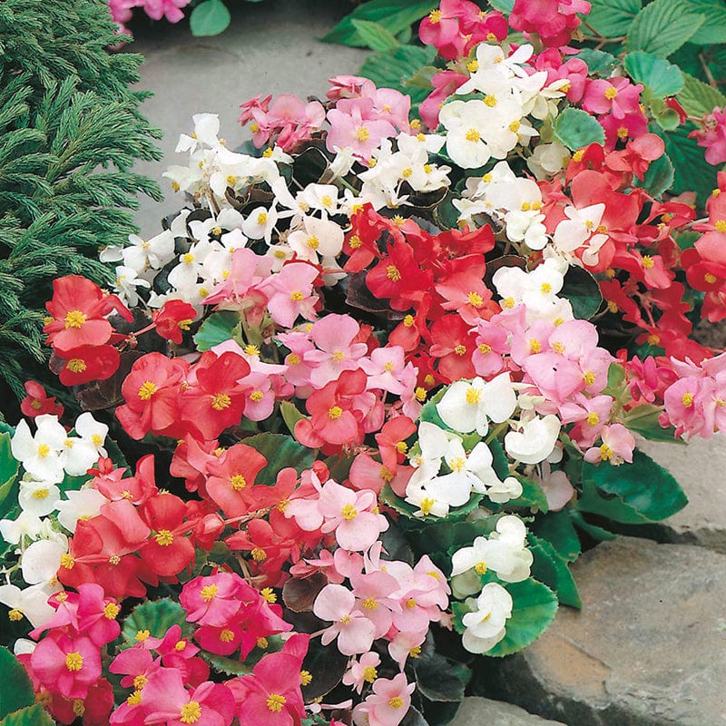 Begonia DTB Special Mix F1 Flower Seeds