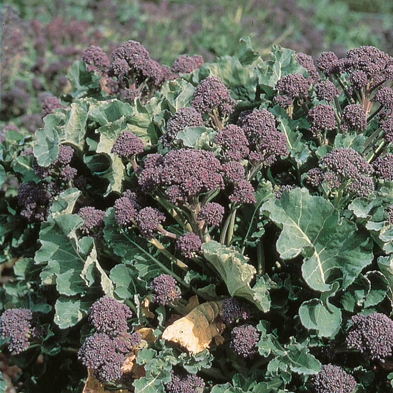 Broccoli Rudolph (Purple sprouting) Seeds