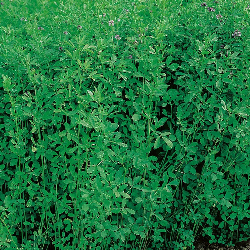 Green Manure Lucerne (Alfalfa) Seeds