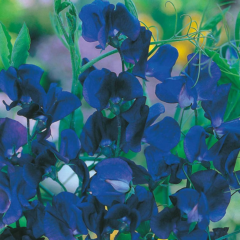 Sweet Pea (Tall) Spencer Blue Velvet Flower Seeds