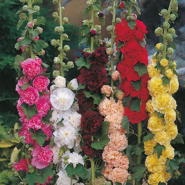 Hollyhock Chaters Double Mixed Seeds