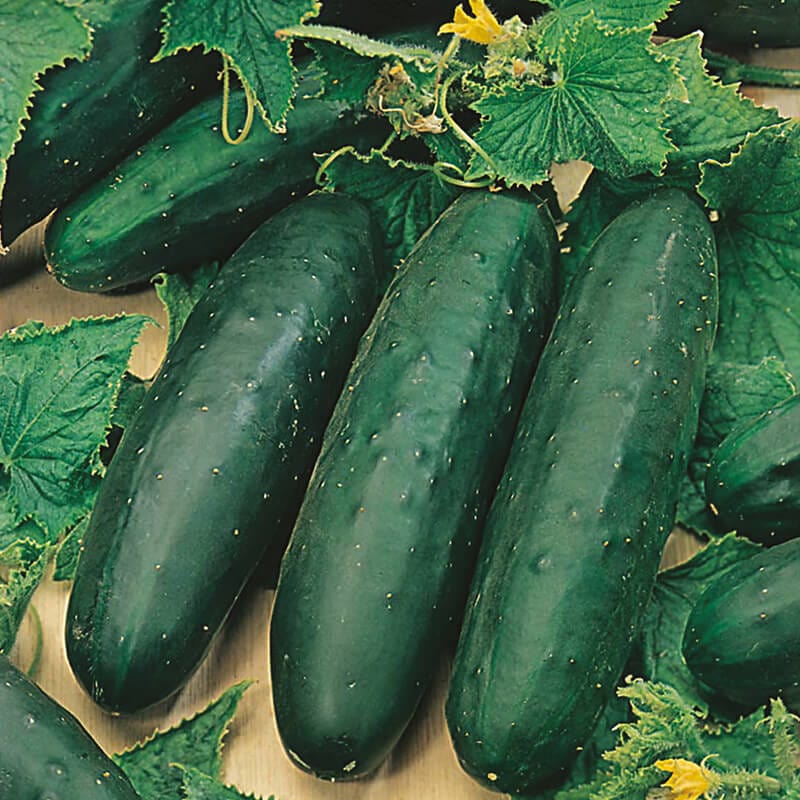 Organic Cucumber (Outdoor) Marketmore 76 AGM Seeds