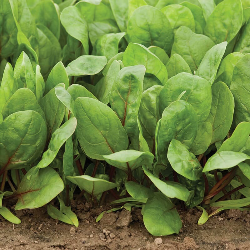 Spinach Red Cardinal F1 Seeds