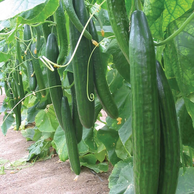 Cucumber (Indoor) Carmen F1 Seeds
