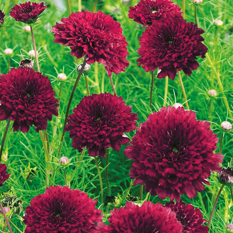 Cosmos Double Click Cranberries Flower Seeds