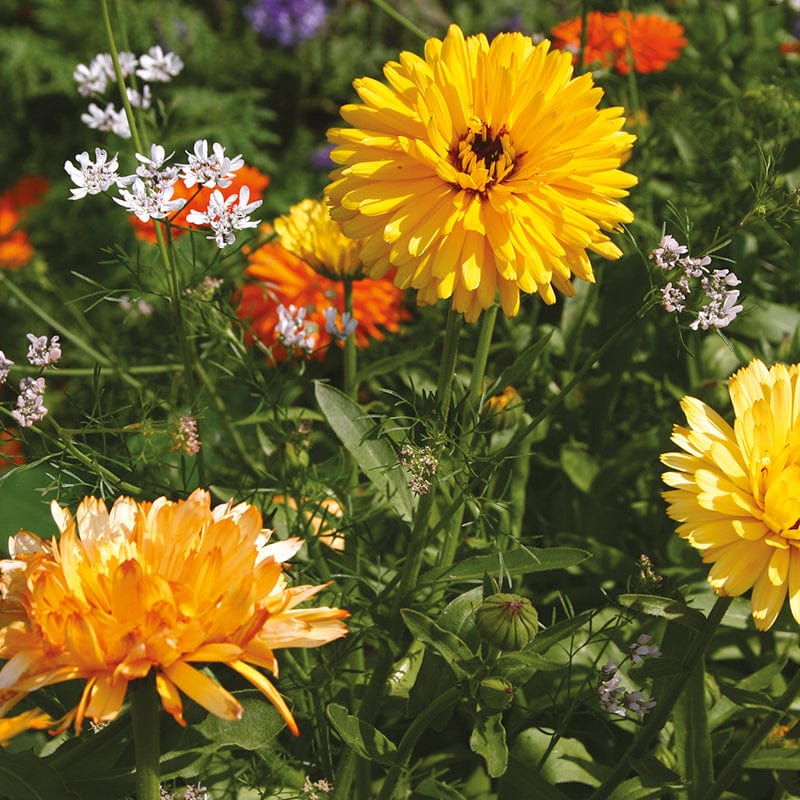 Mixed Annuals Anti Aphid Flower Seeds