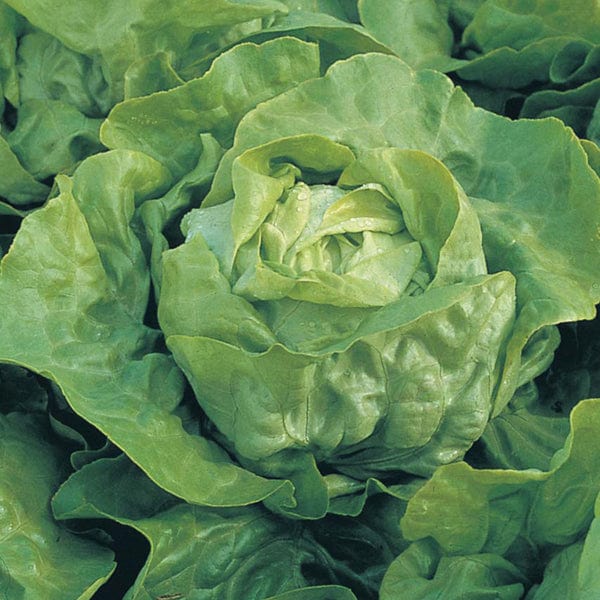Lettuce Clarion AGM Seeds