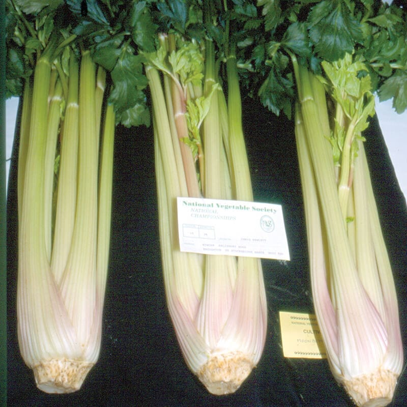 Celery Starburst F1 Seeds
