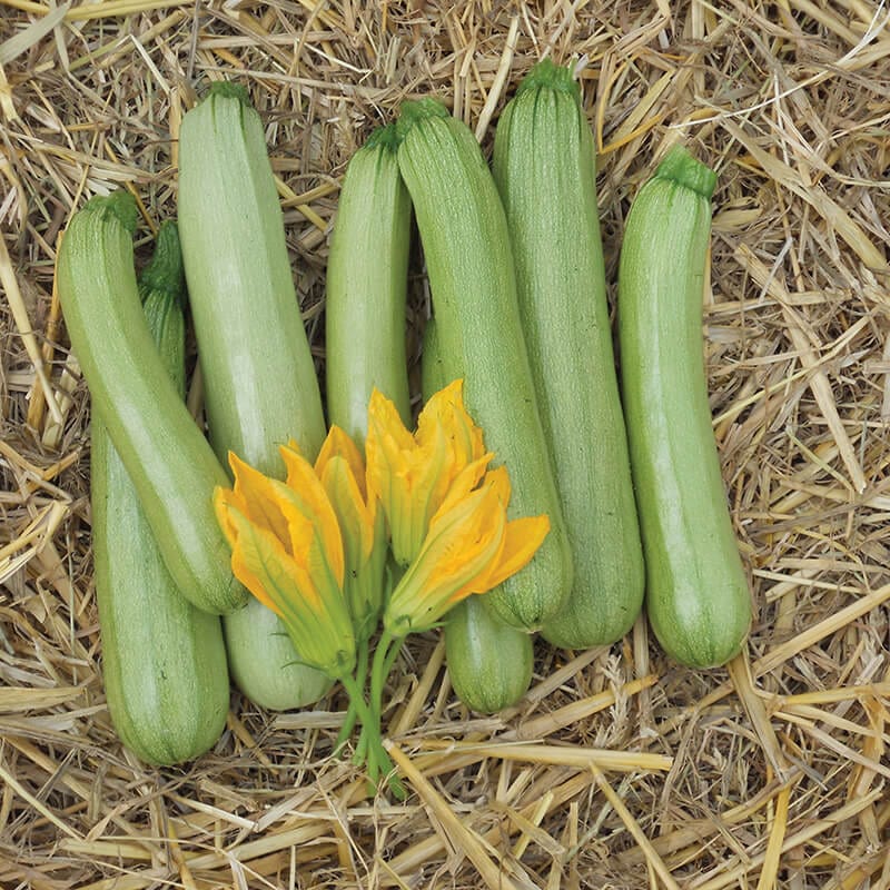 Courgette Alfresco F1 Seeds
