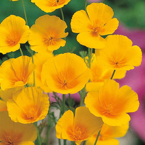 Californian Poppy Golden Values Flower Seeds