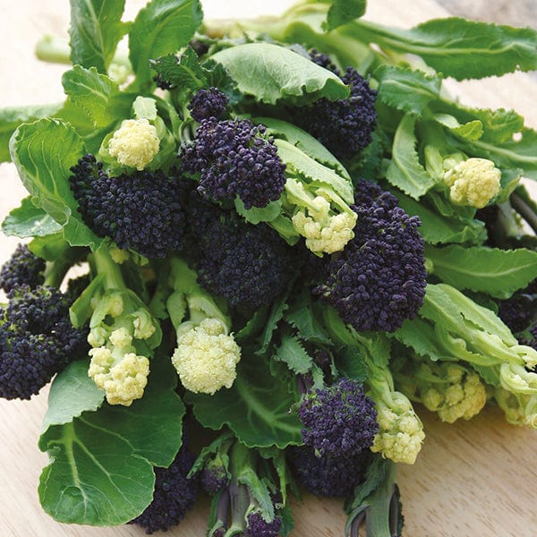 Broccoli Lancer Mixed Veg Seeds
