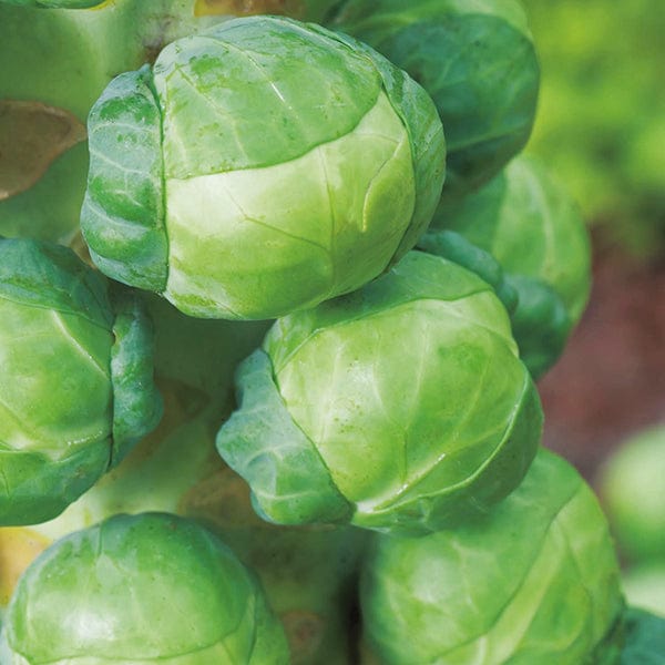Brussels Sprout Attwood F1 Veg Seeds