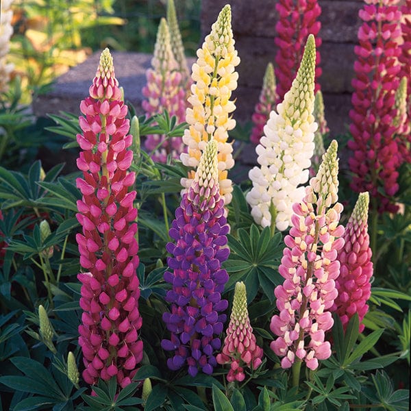 Lupin Festival Mixed Flower Seeds