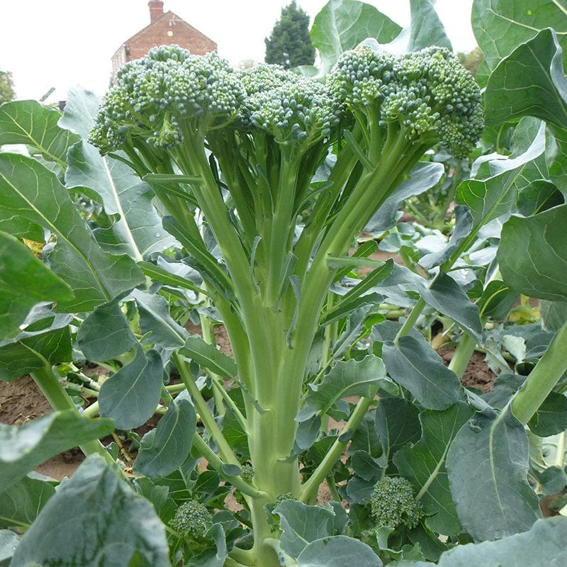 Broccoli Stemia F1 Veg Seeds