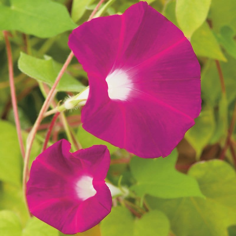 Morning Glory Party Dress Flower Seeds