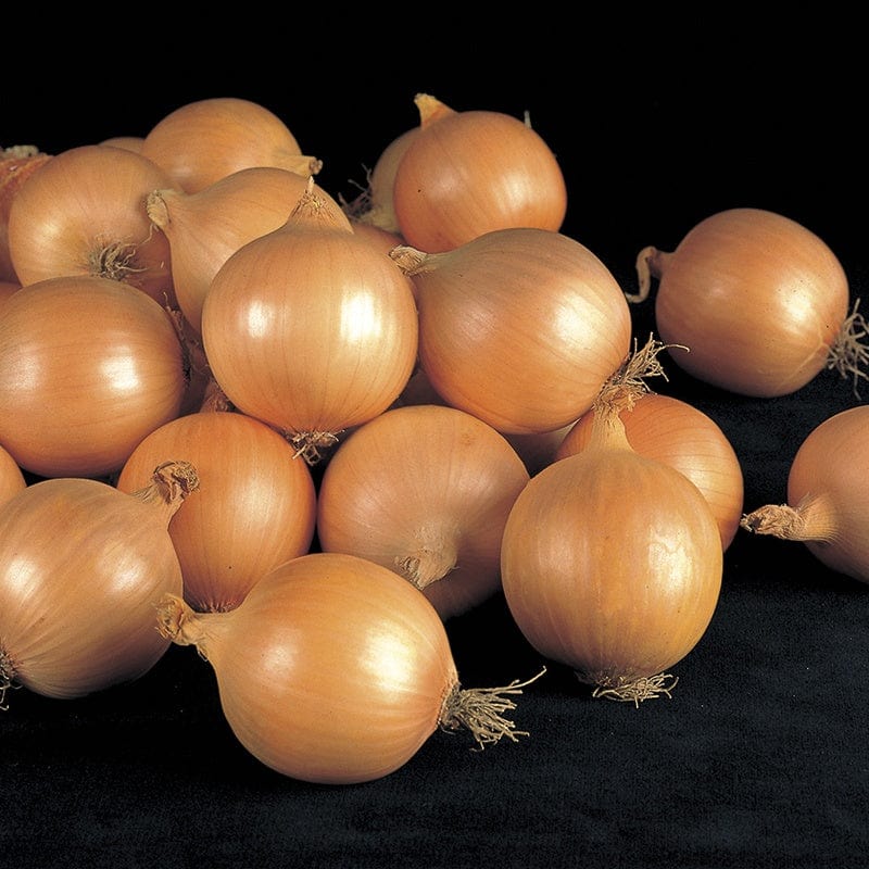 Onion Fasto F1 Vegetable Seeds
