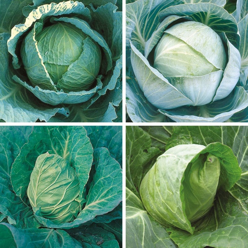 Cabbage Seeds Cropping Programme