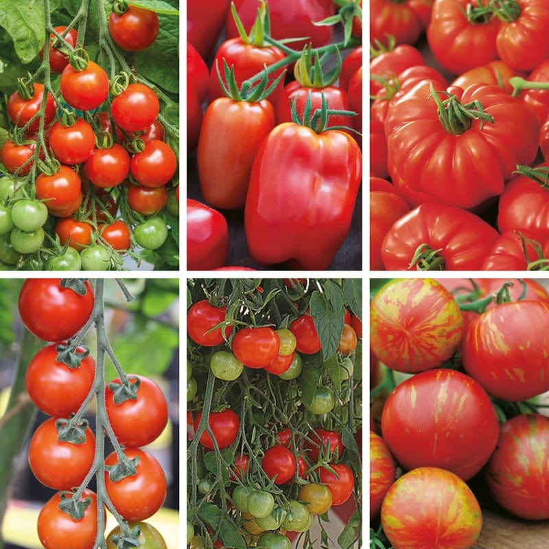 Indoor and Outdoor Tomato Seed Collection