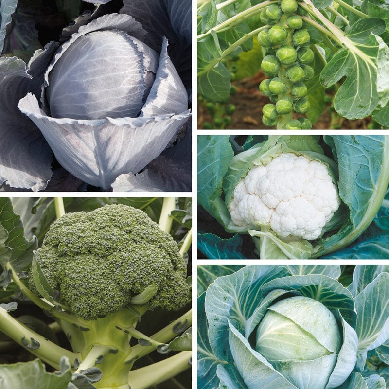 Clubroot Resistant Brassica Seed Collection