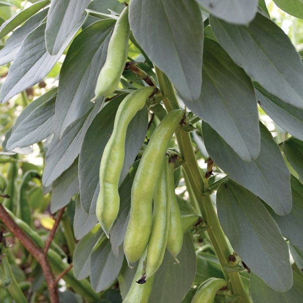 Broad Bean Superaguadulce Plants