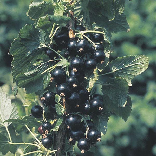 Blackcurrant Ben Connan AGM Fruit Plant