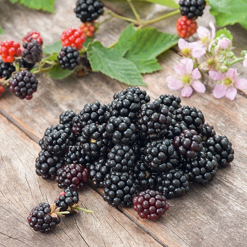 Blackberry Chester Fruit Plant From D.T. Brown