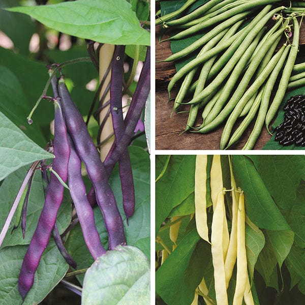 Climbing French Bean Seed Collection
