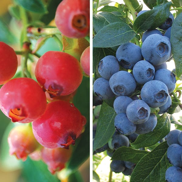 Blueberry Fruit Plant Collection