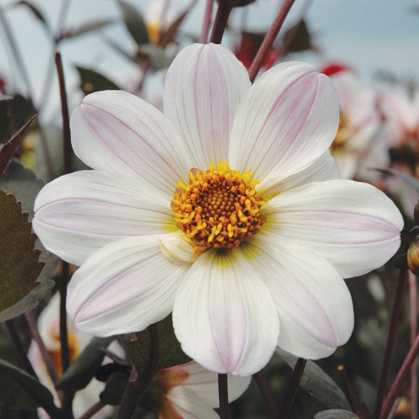 Dahlia Bishop of Dover Potted Plant
