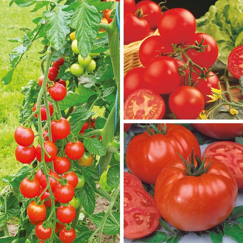 Tomato Grafted Vegetable Plant Collection