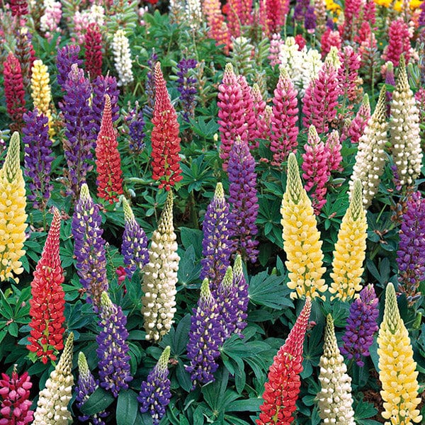 Lupin Gallery Mixed Flower Plants