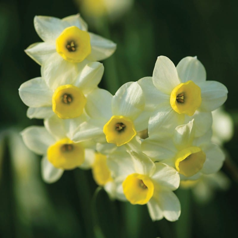 Narcissi Minnow Flower Bulbs