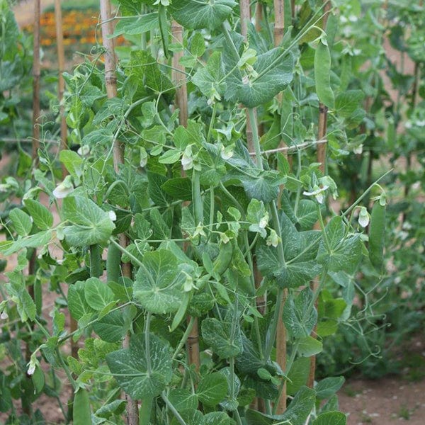 Pea (Maincrop) Alderman Seeds