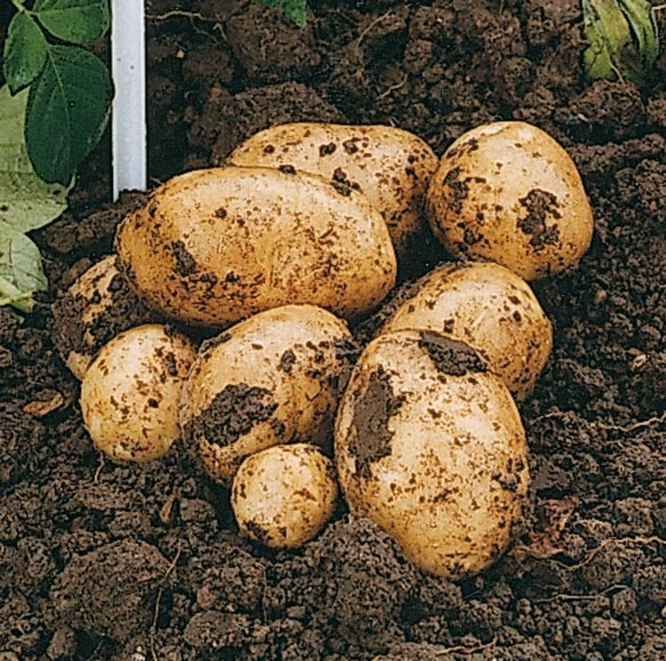 Potato Swift (Extra Early Seed Potato)
